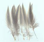 Pintail_MantleFeather クリックで
拡大画像を表示 (109k)